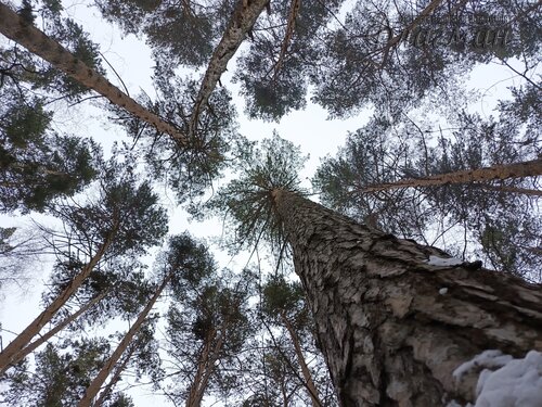 IMG_20260208_130645_753